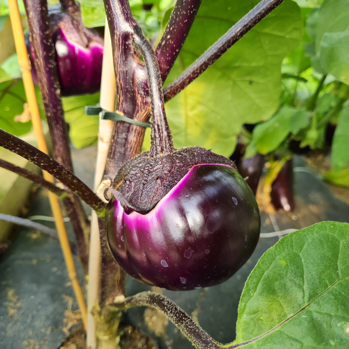 variété aubergine pourpre Barbarella F1