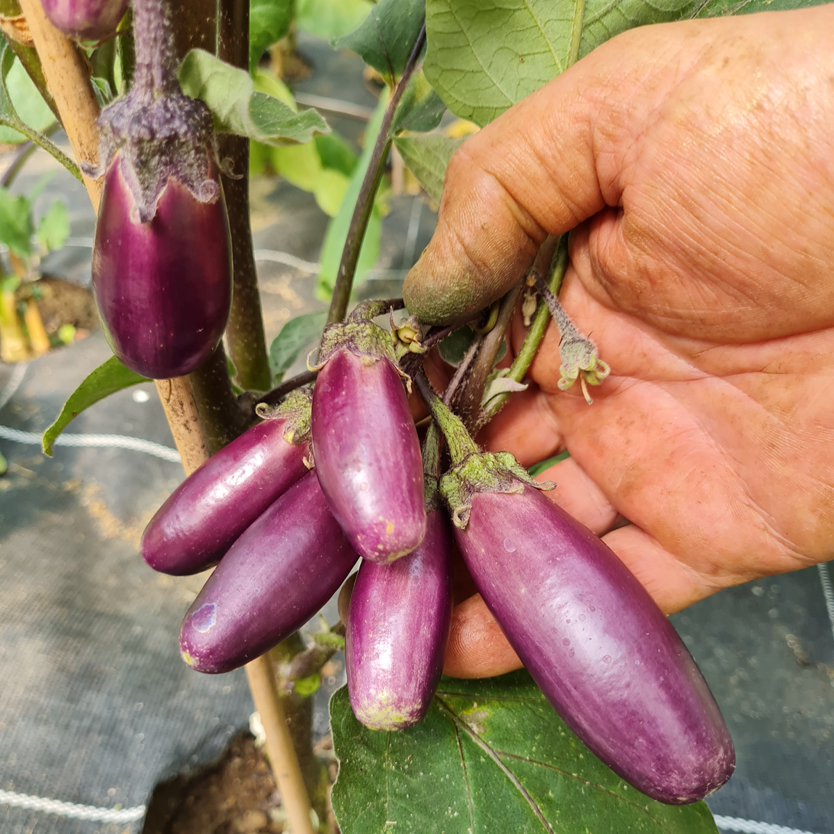 variété aubergine originale A grappoli sott’olio