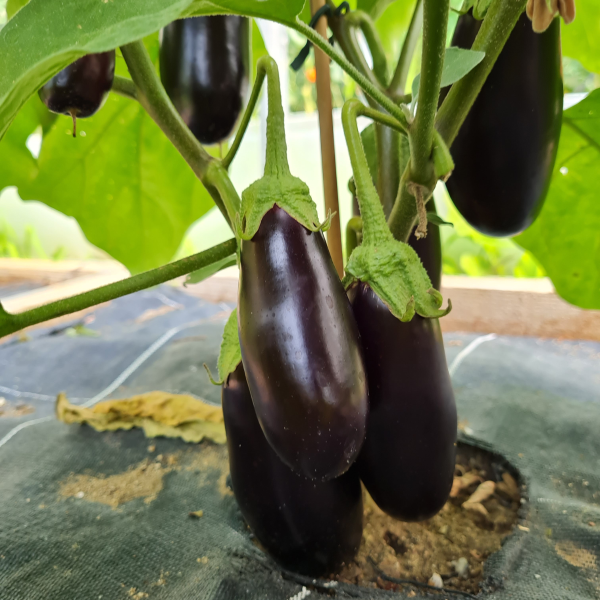 variété aubergine violette diamond bio