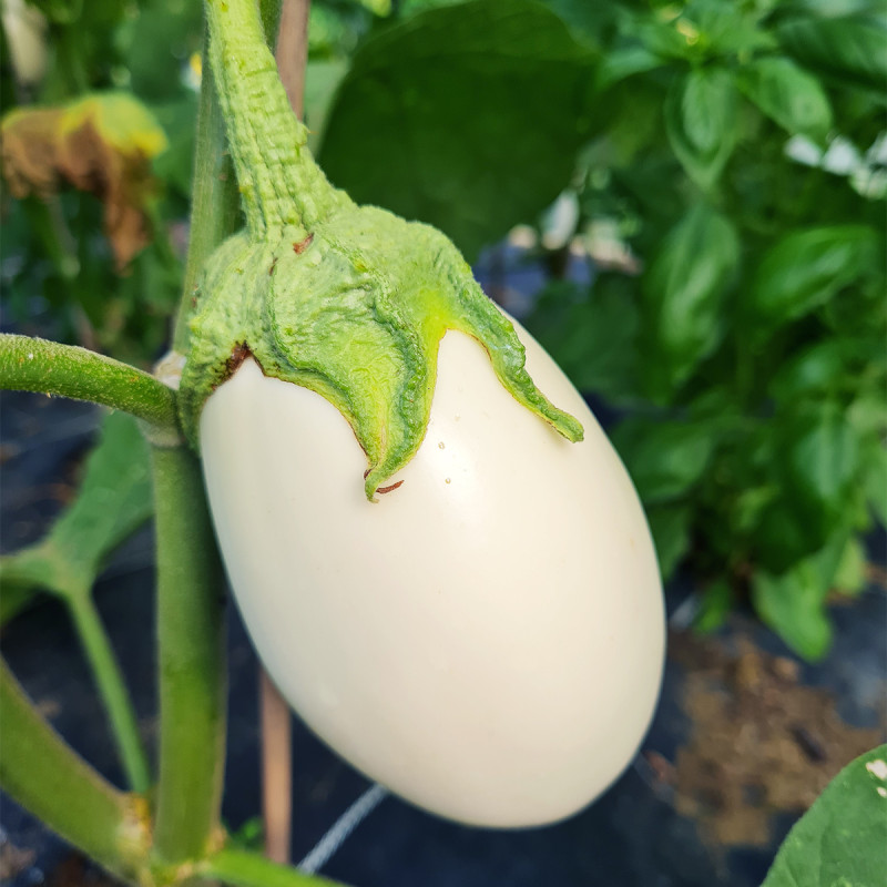 variété aubergine blanche clara f1