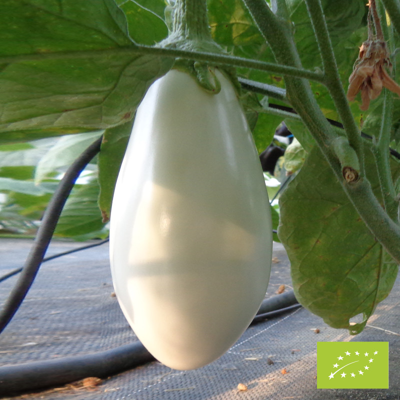 variété aubergine blanche Dourga Bio