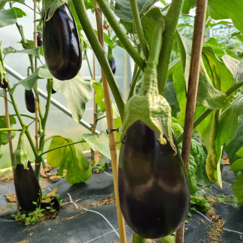 variété aubergine violette kazimir F1