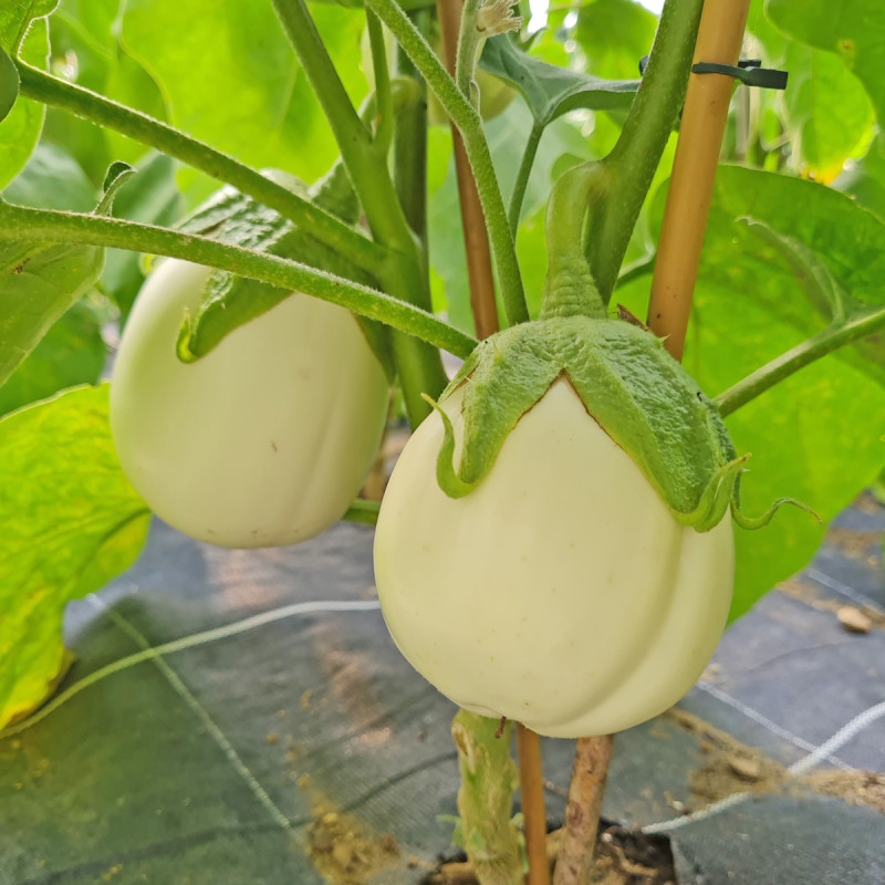 variété aubergine blanche paloma f1