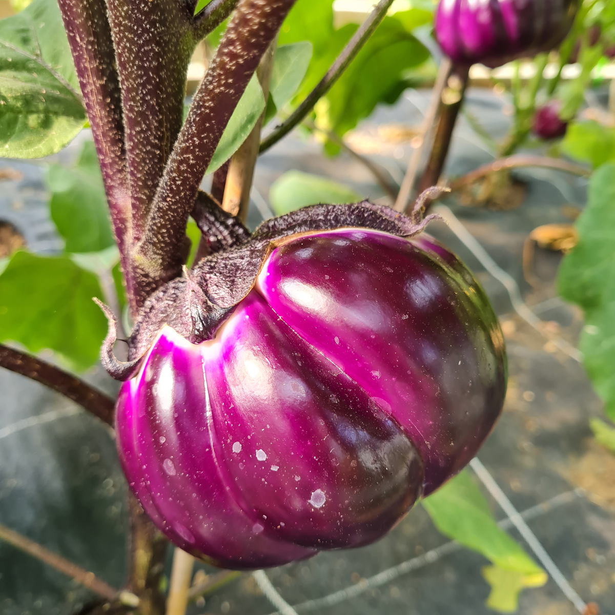 variété aubergine pourpre Purple Queen F1