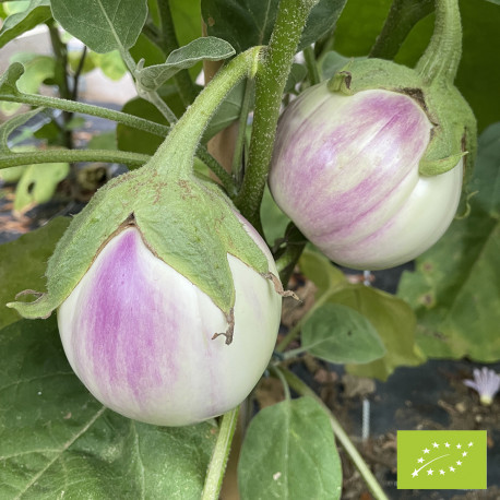 variété aubergine blanche Rosa Bianca bio