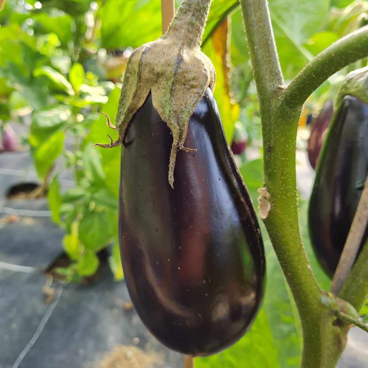 variété aubergine violette Sharapova F1