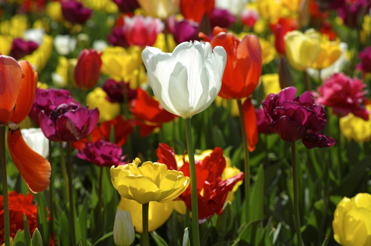 champs de tulipes