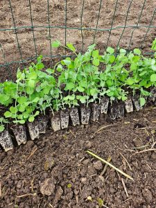 les mottes prêtes à planter