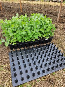 plants avec plaque de dépotage